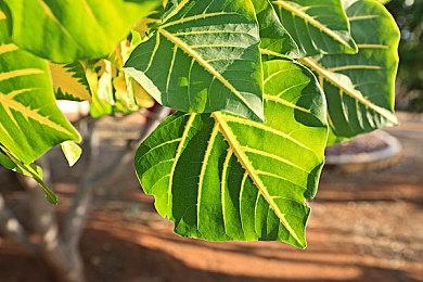 《夜莺传说》今日上线Steam，生存氛围感十足的SOC